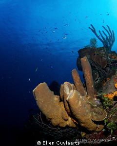 Classic wide angle shot of the healthy sponge growth at t... by Ellen Cuylaerts 